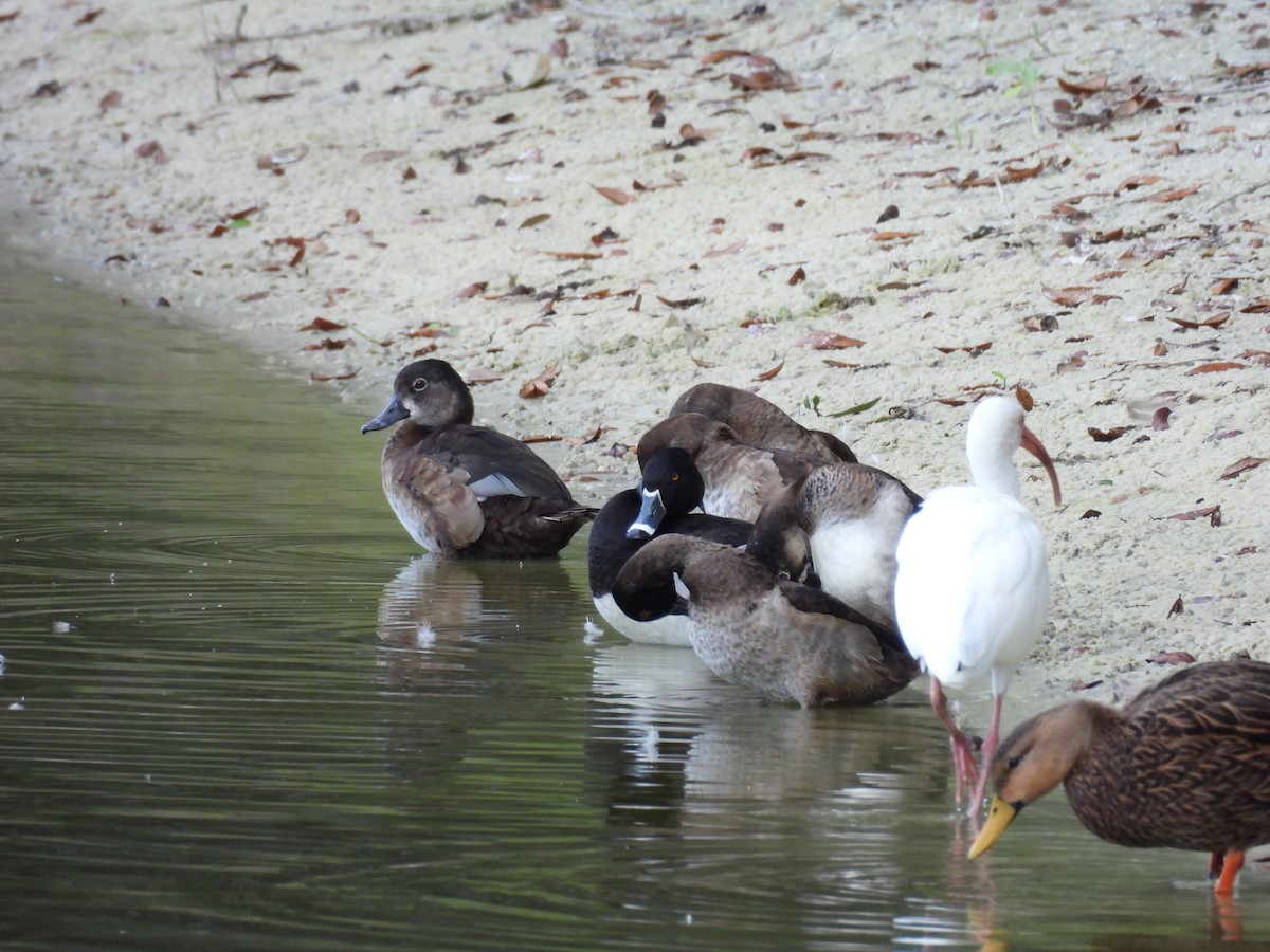 Porrón Acollarado - ML647707910