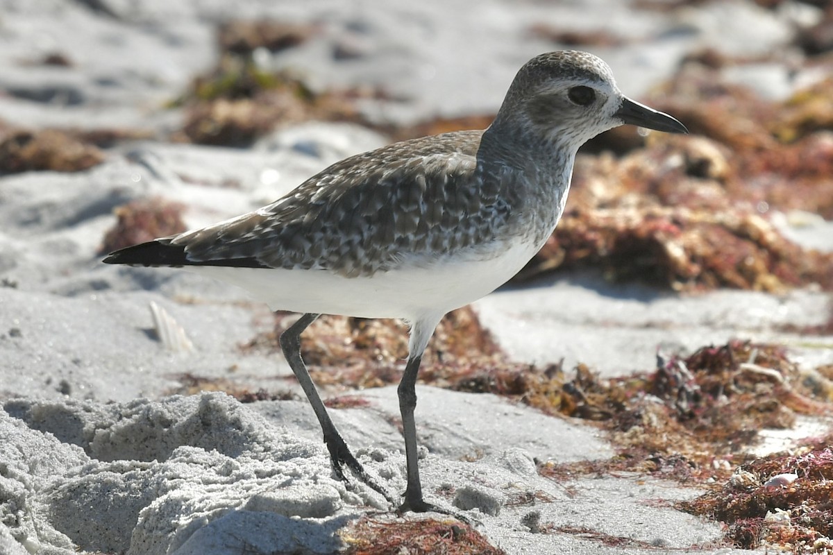Chorlito Gris - ML647707911