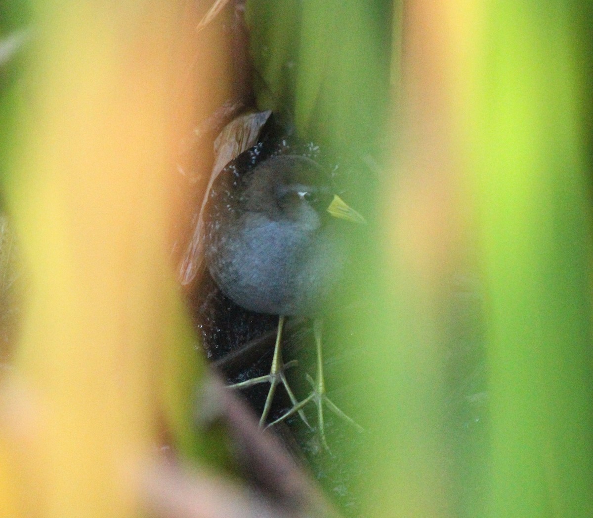 Polluela Sora - ML647707912