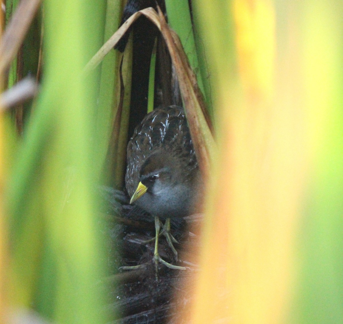 Polluela Sora - ML647707913