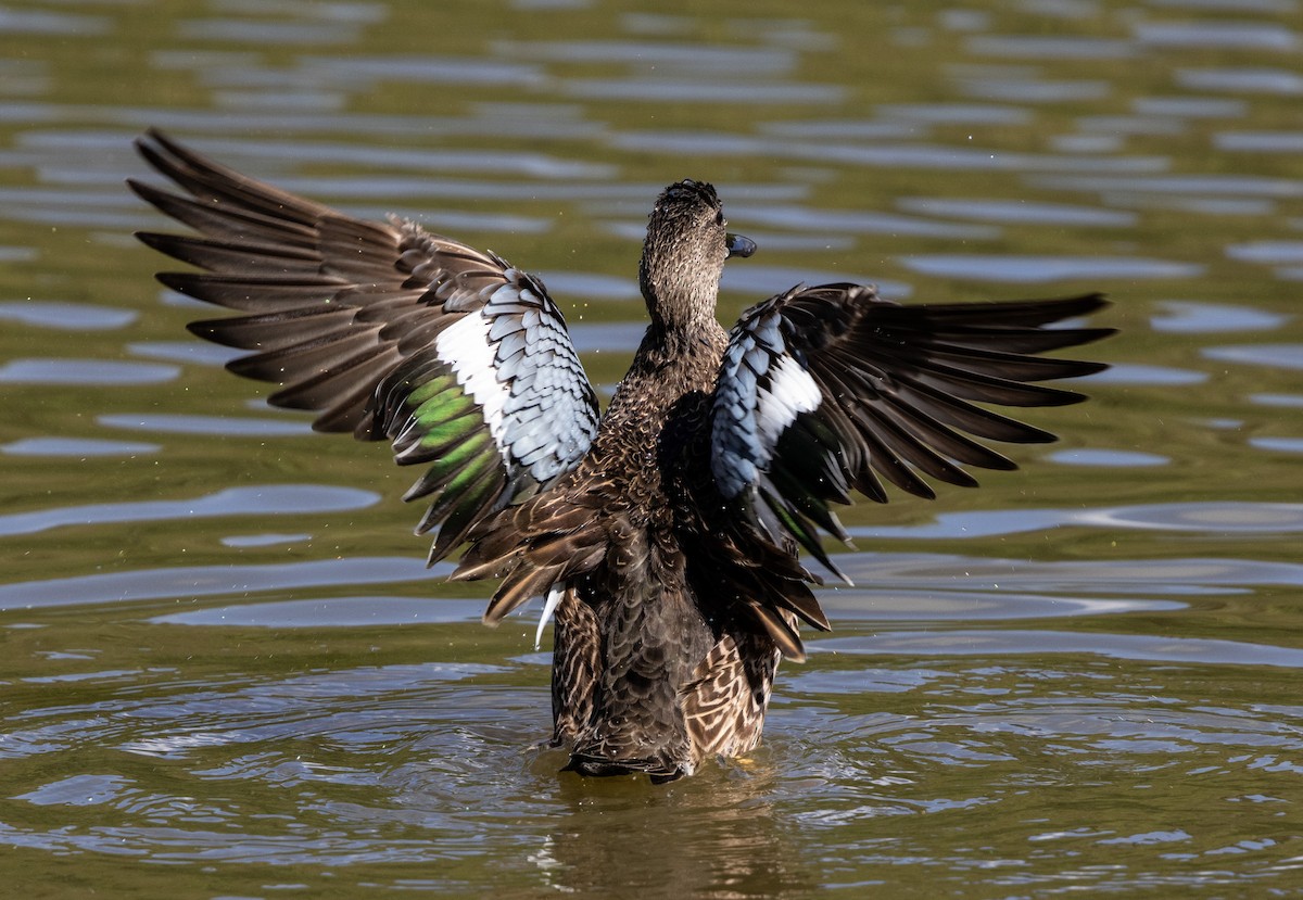 Cerceta Aliazul - ML647707914