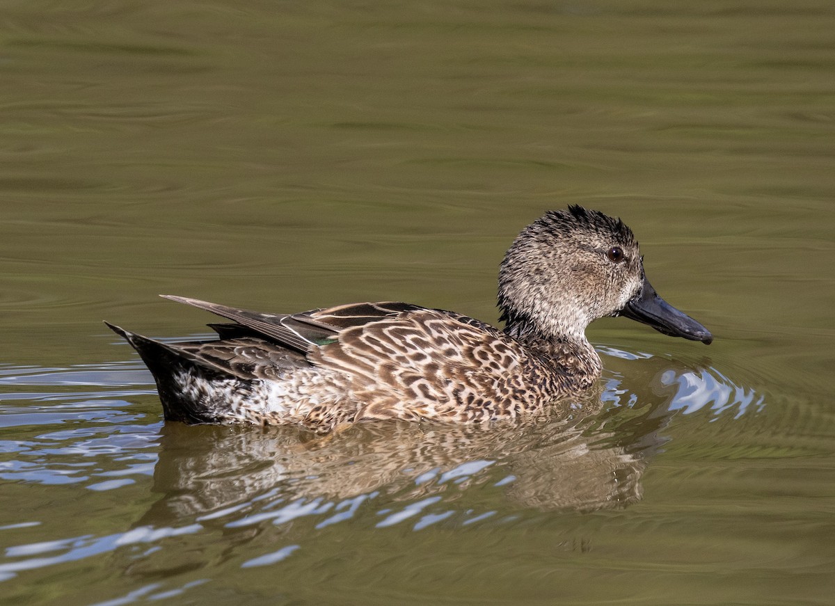 Cerceta Aliazul - ML647707915