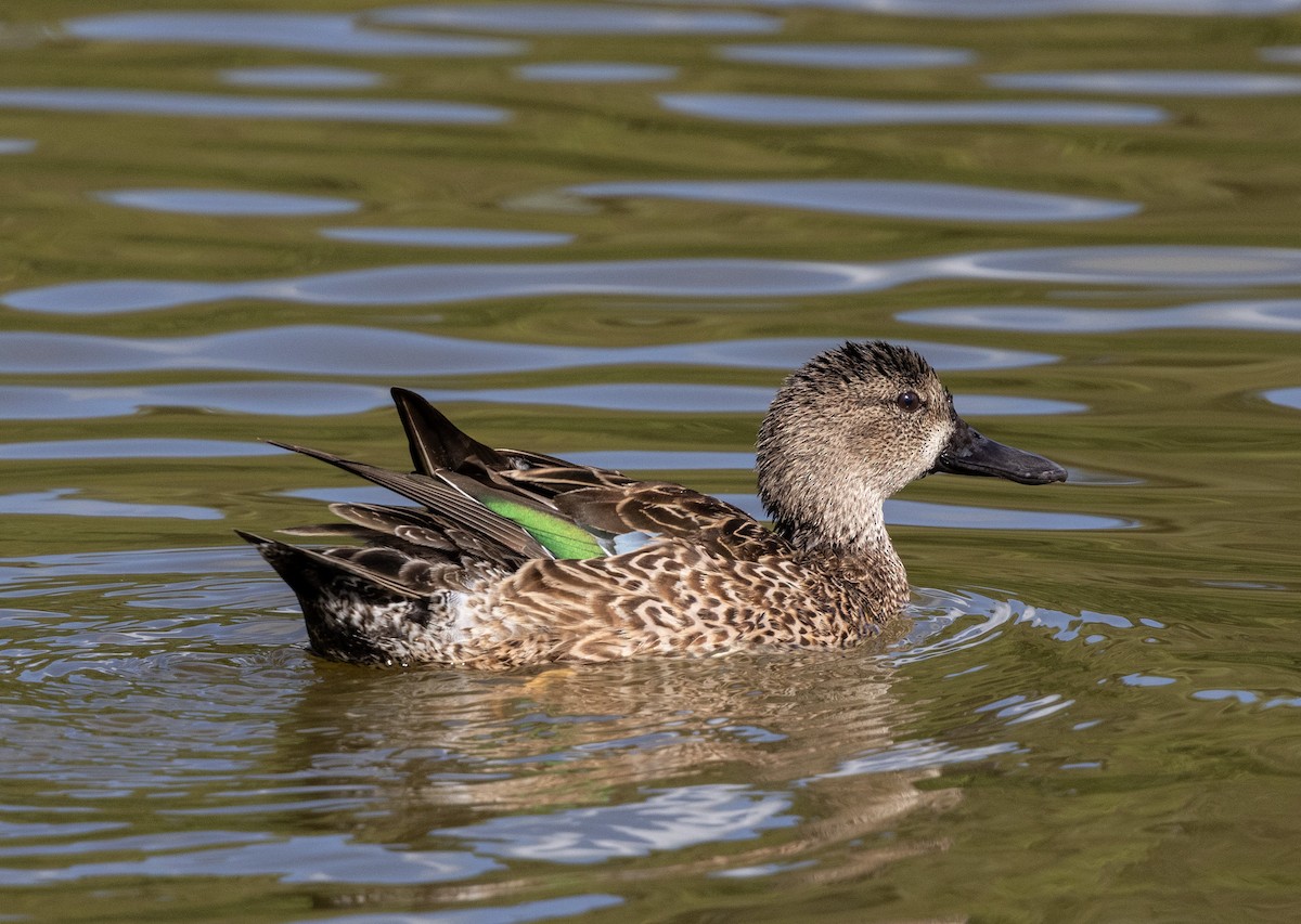 Cerceta Aliazul - ML647707916