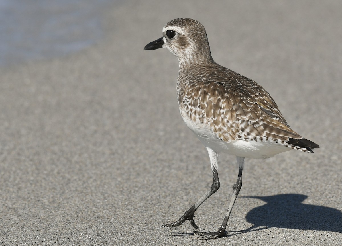 Chorlito Gris - ML647707918