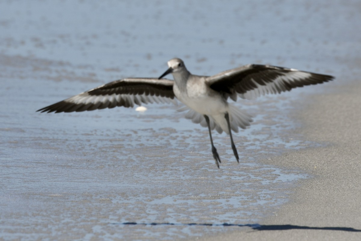 Chorlito Gris - ML647707919