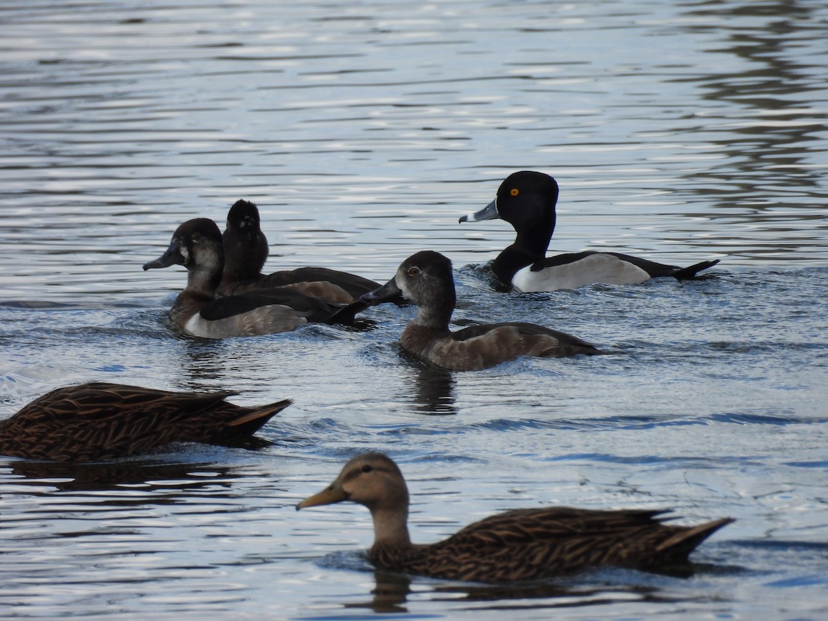 Porrón Acollarado - ML647707921