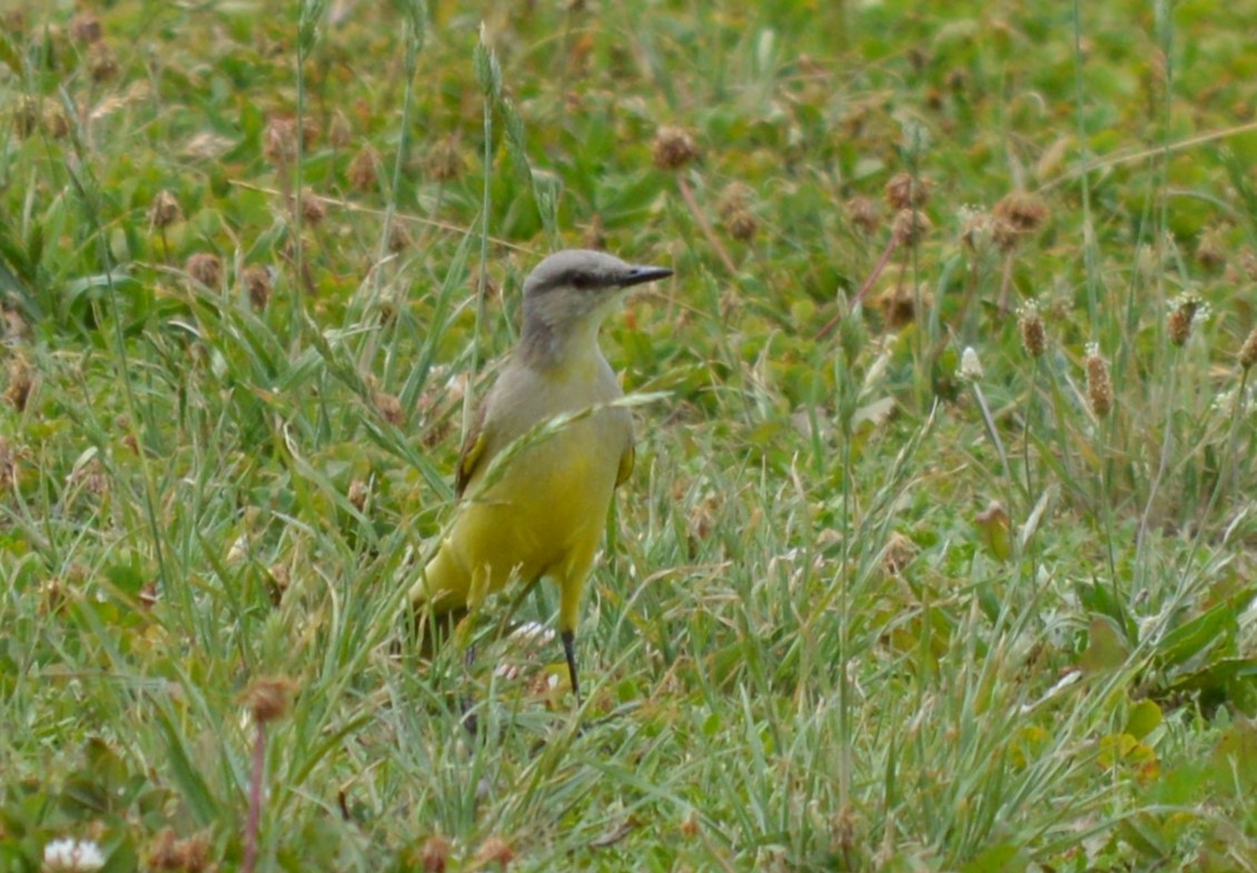 Picabuey - ML647707922