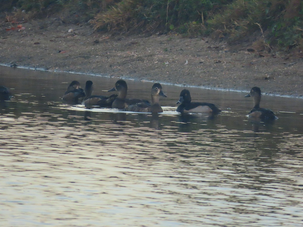 Porrón Acollarado - ML647707923