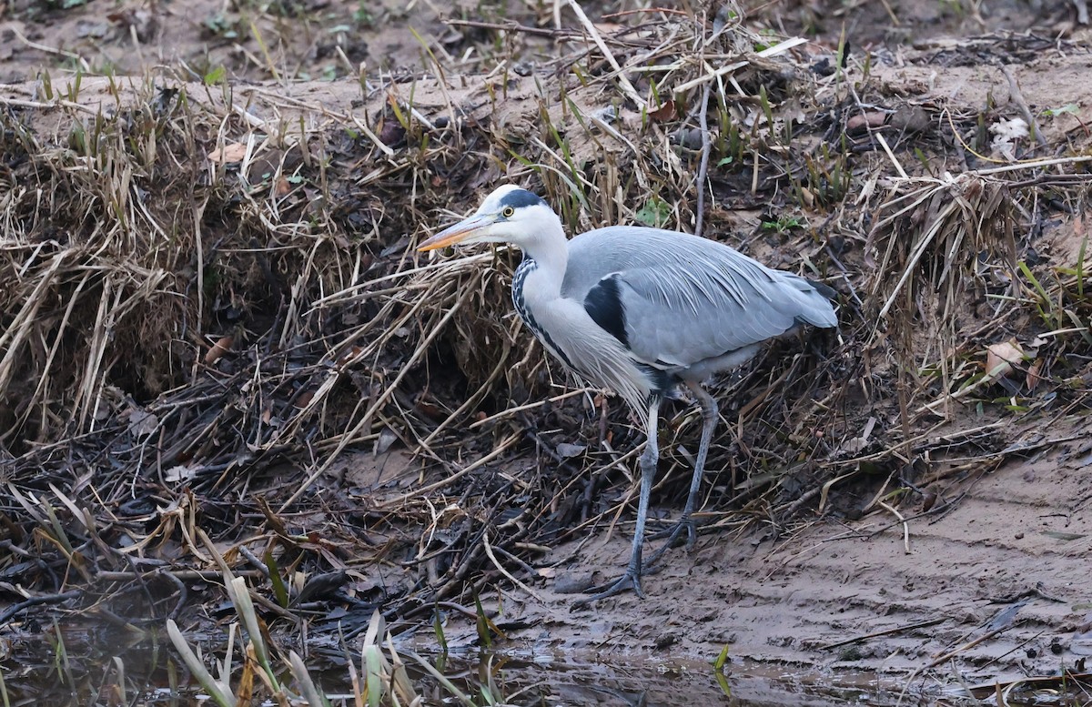 Garza Real - ML647707925