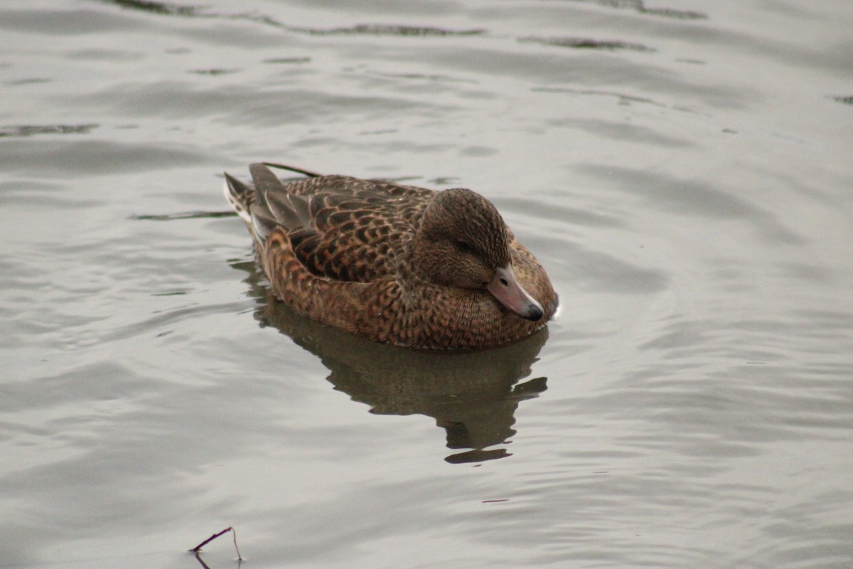 Silbón Europeo - ML647707926