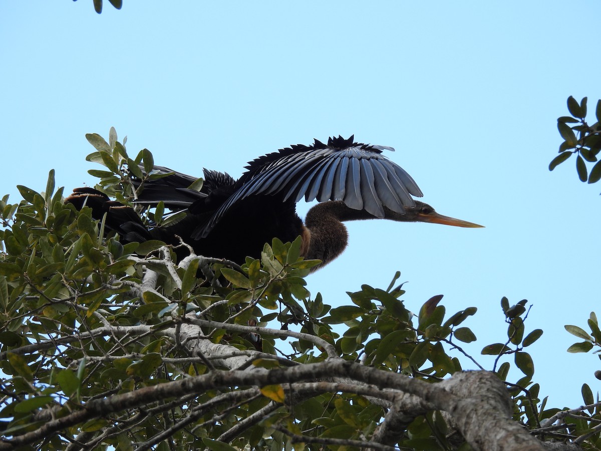 Anhinga Americana - ML647707927