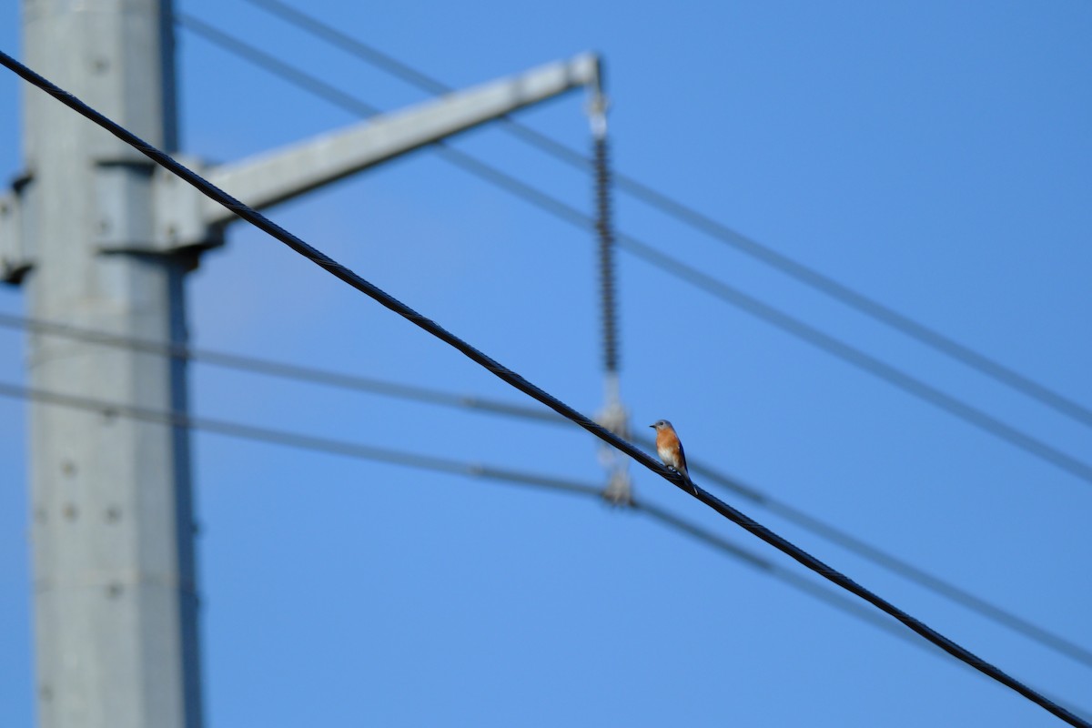 Azulejo Oriental - ML647707928