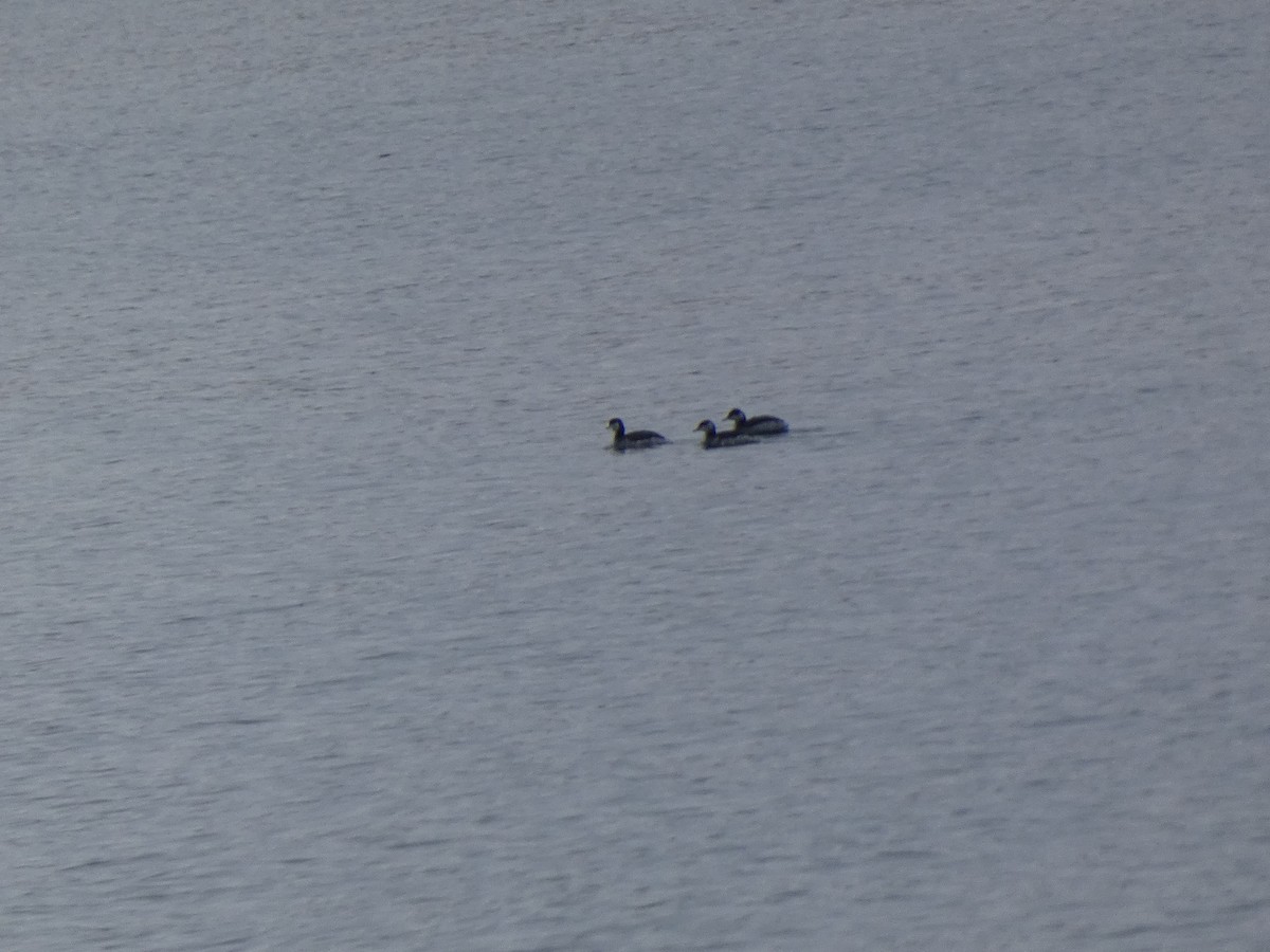 Zampullín Cuellirrojo - ML647707929