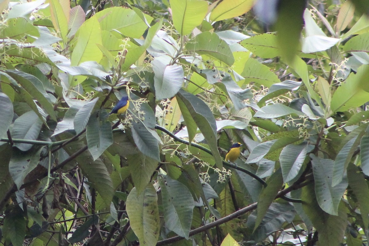 Eufonia Gorjiamarilla - ML647707930