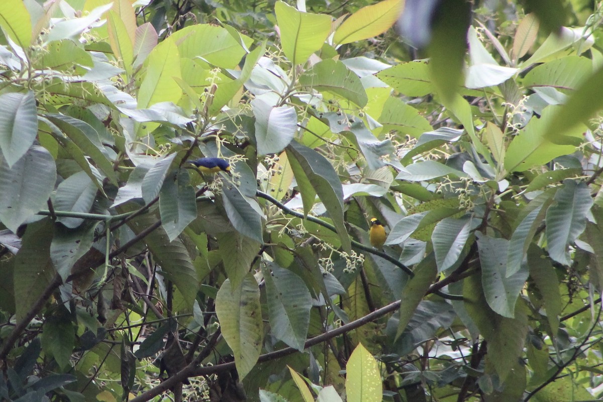 Eufonia Gorjiamarilla - ML647707931