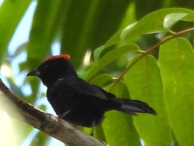 Tangara Crestifuego - ML647707933