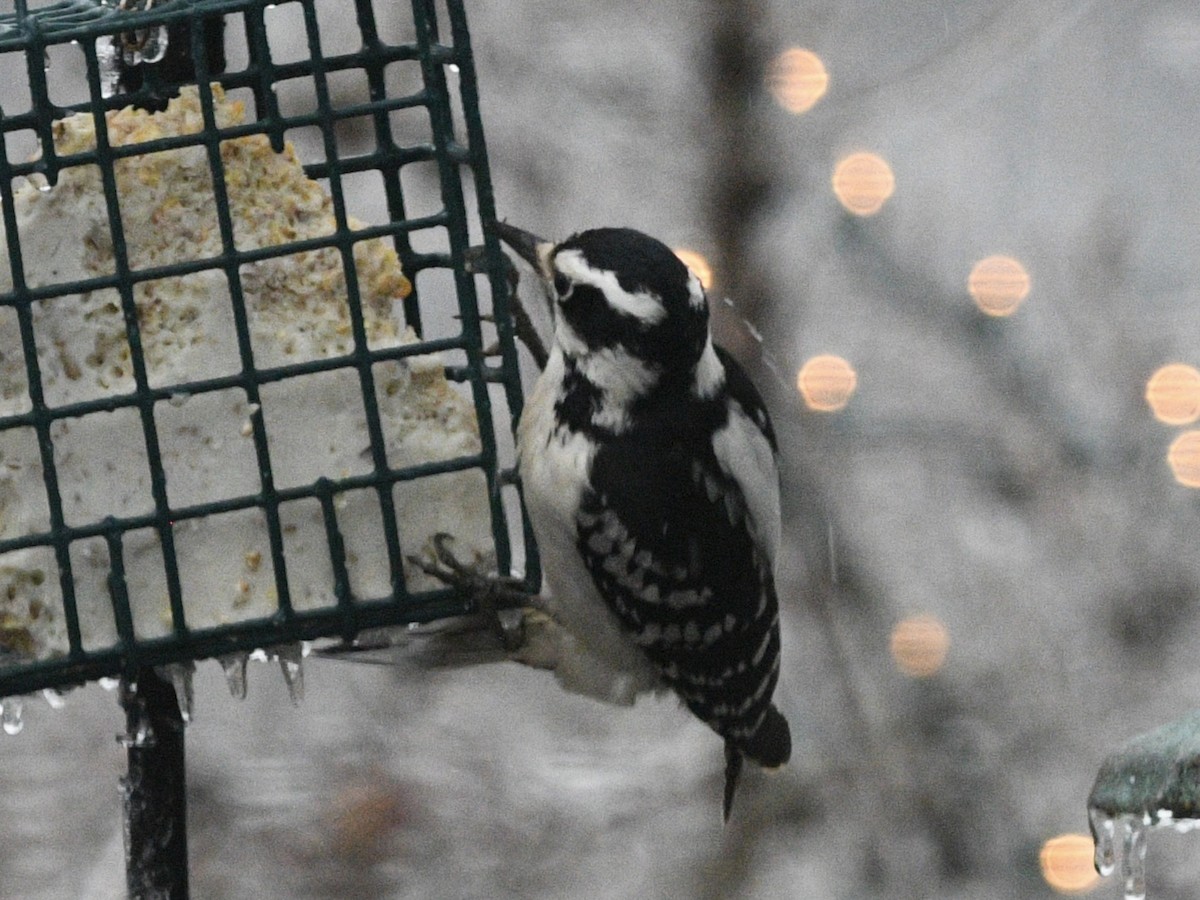 Pico Velloso - ML647707935