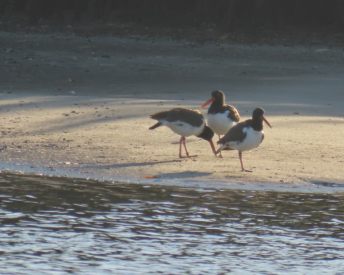 Ostrero Pío Americano - ML647707936