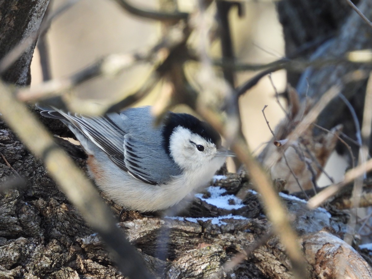Trepador Pechiblanco - ML647707938