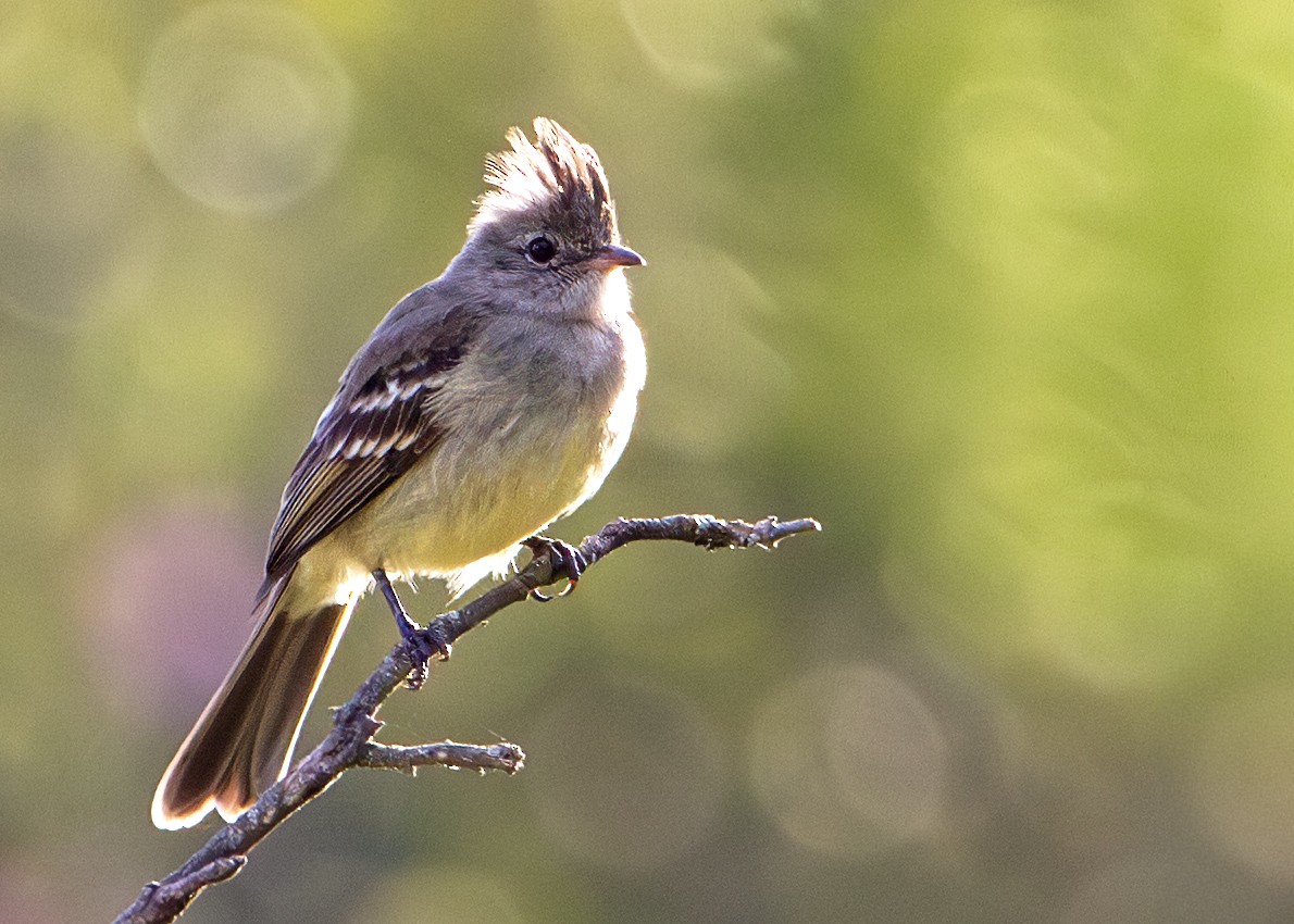 Fiofío Ventriamarillo - ML647707939