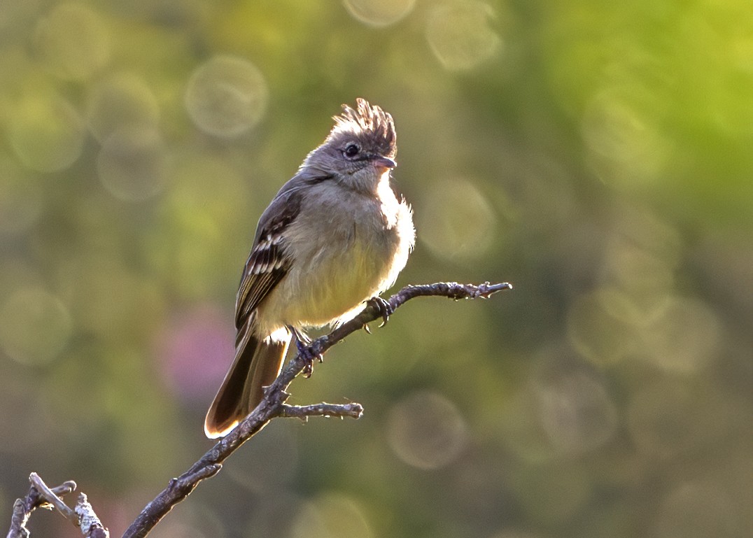 Fiofío Ventriamarillo - ML647707940