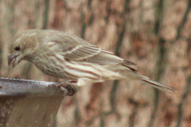 Camachuelo Mexicano - ML647707941