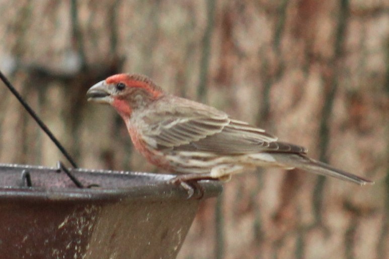 Camachuelo Mexicano - ML647707942