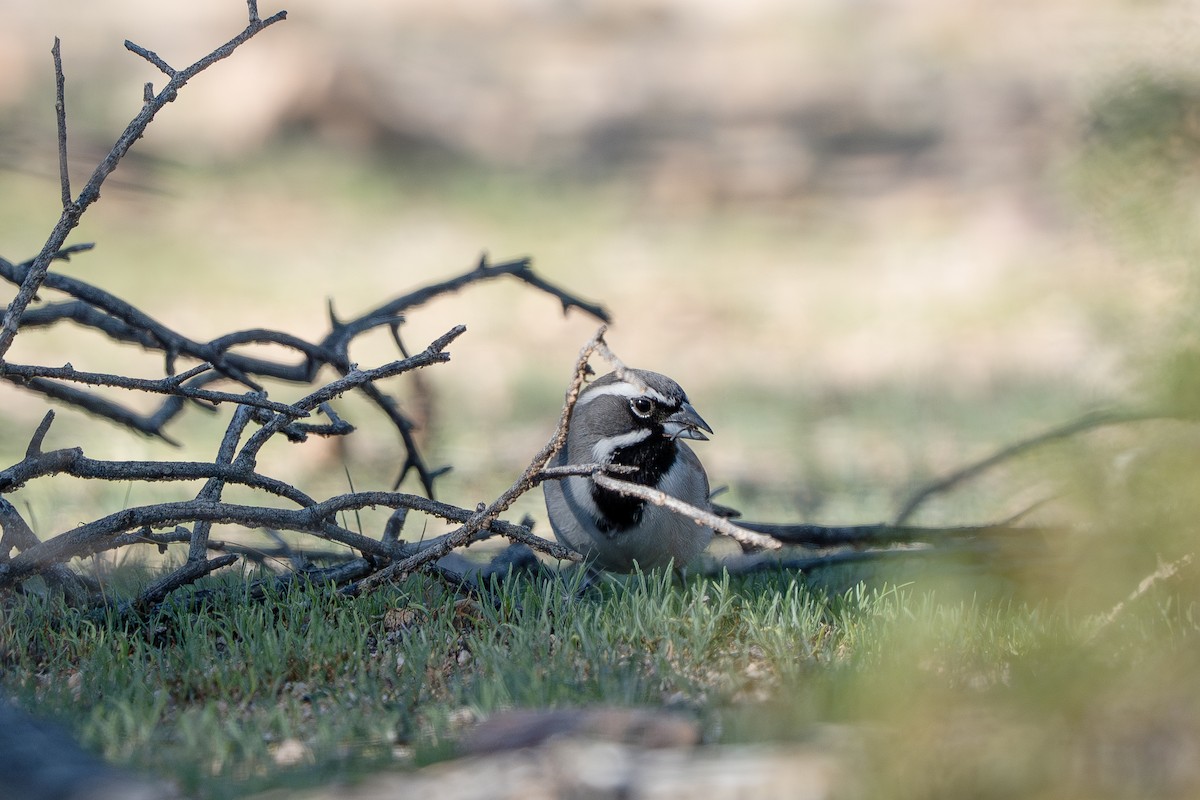 ノドグロヒメドリ - ML647707961