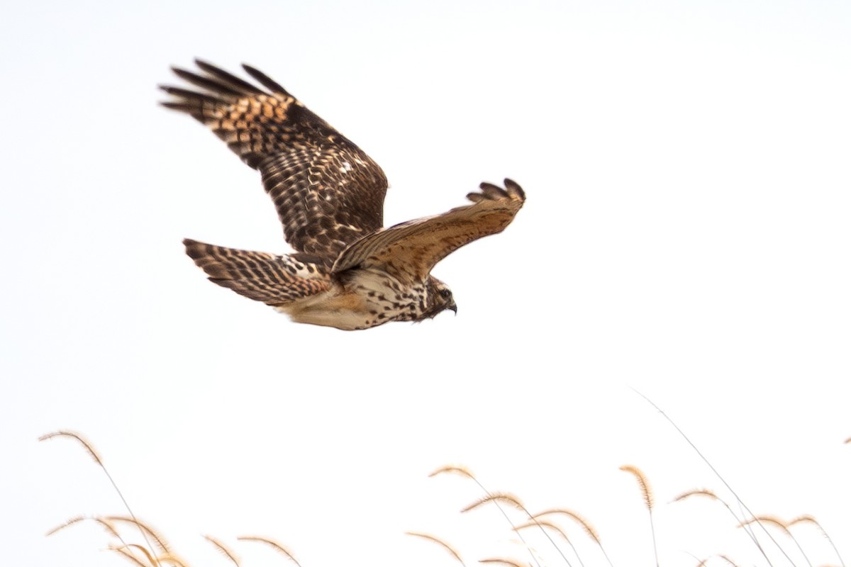 Red-shouldered Hawk - ML647707965