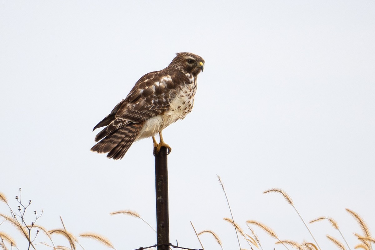 Red-shouldered Hawk - ML647707966