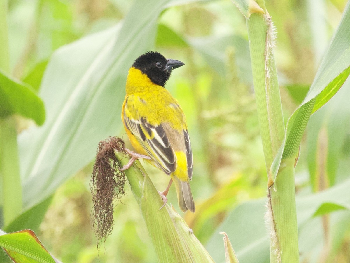 Black-headed Weaver - ML647708061