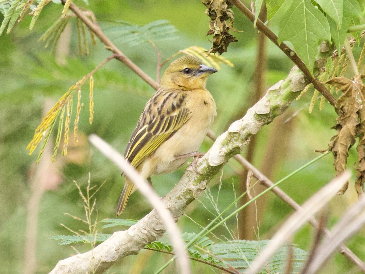 Black-headed Weaver - ML647708062