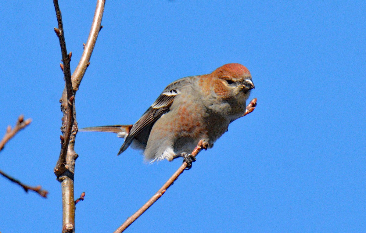 Hakengimpel - ML647708082