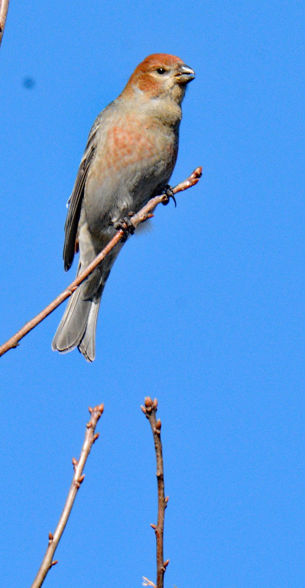 Hakengimpel - ML647708083