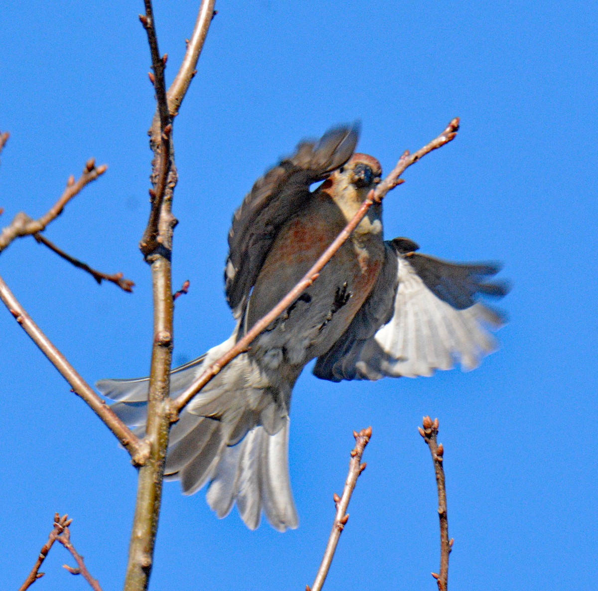 Hakengimpel - ML647708085