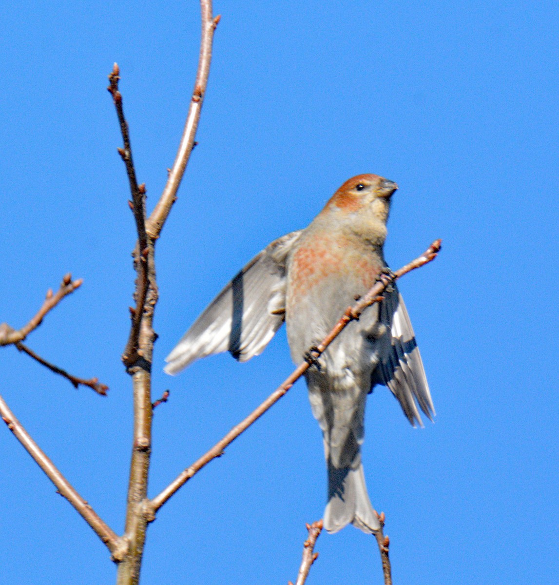 Hakengimpel - ML647708086