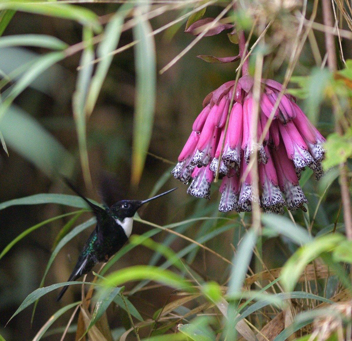 Collared Inca - ML647708098