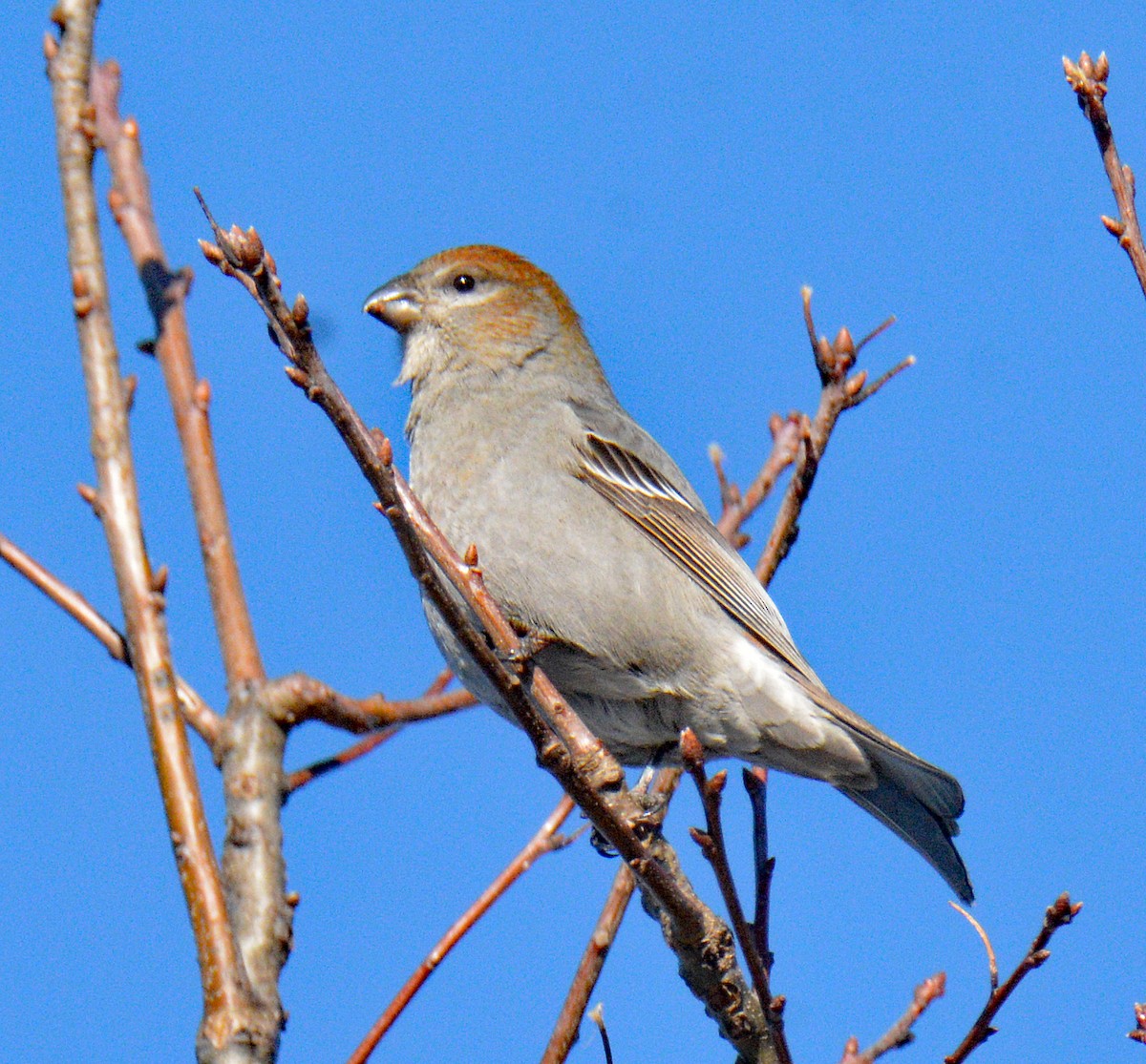 Hakengimpel - ML647708109