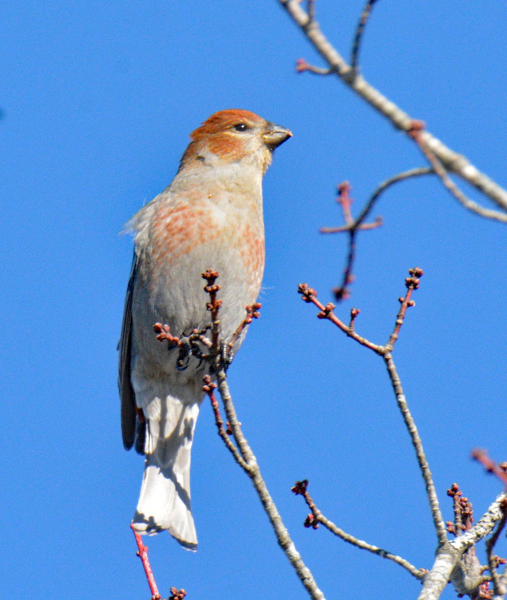 Hakengimpel - ML647708112