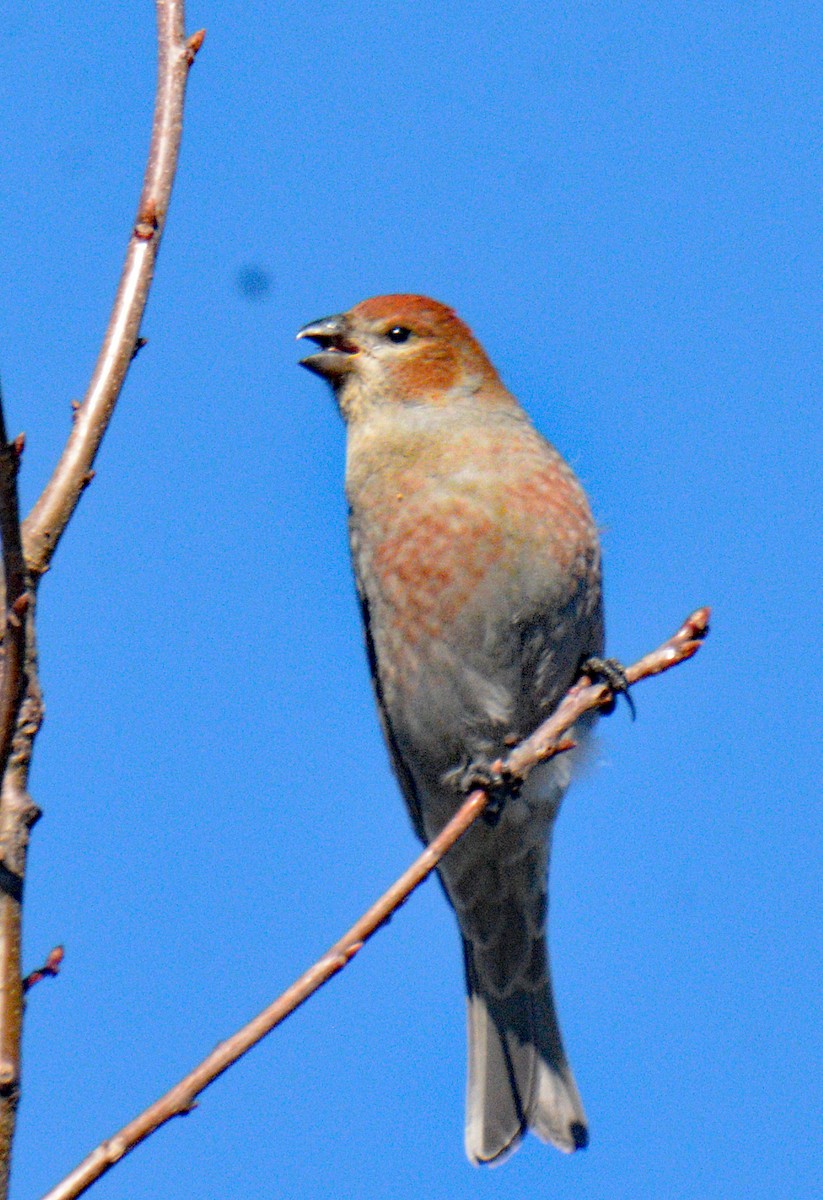 Hakengimpel - ML647708113