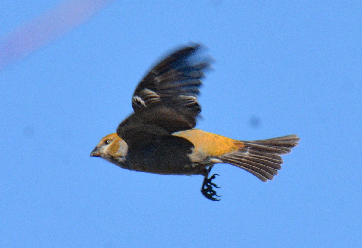 Hakengimpel - ML647708114