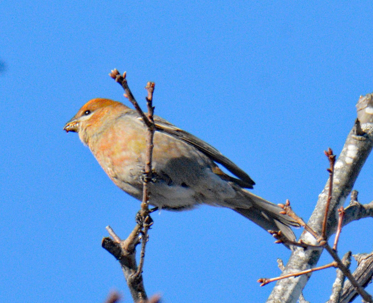 Hakengimpel - ML647708115