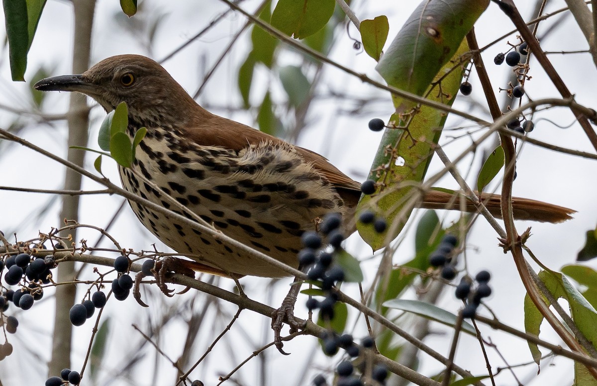 Brown Thrasher - ML647708116