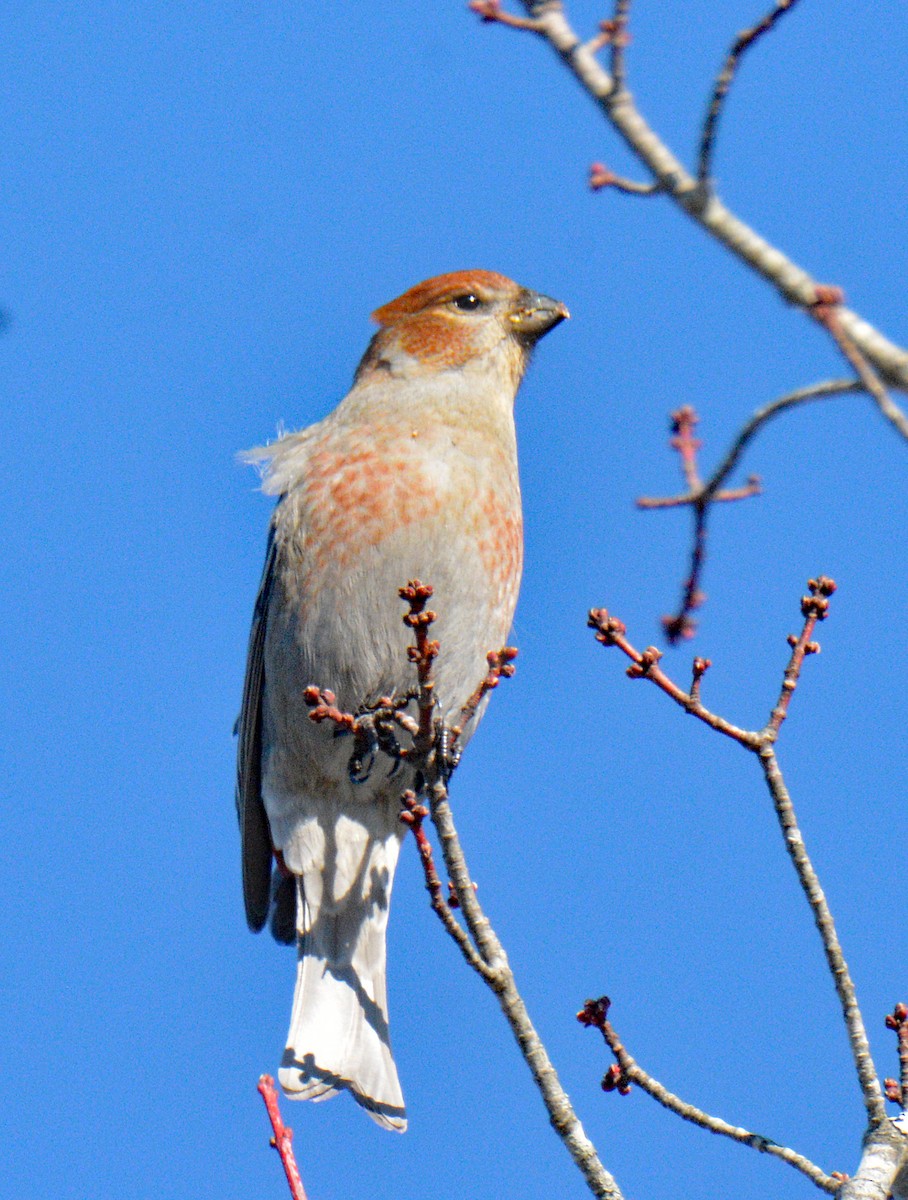 Hakengimpel - ML647708117