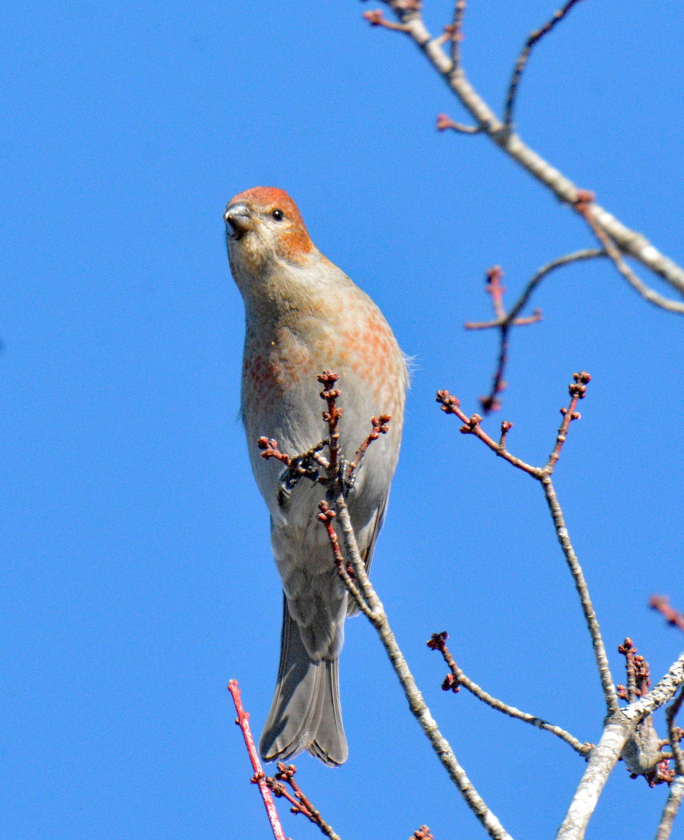 Hakengimpel - ML647708118