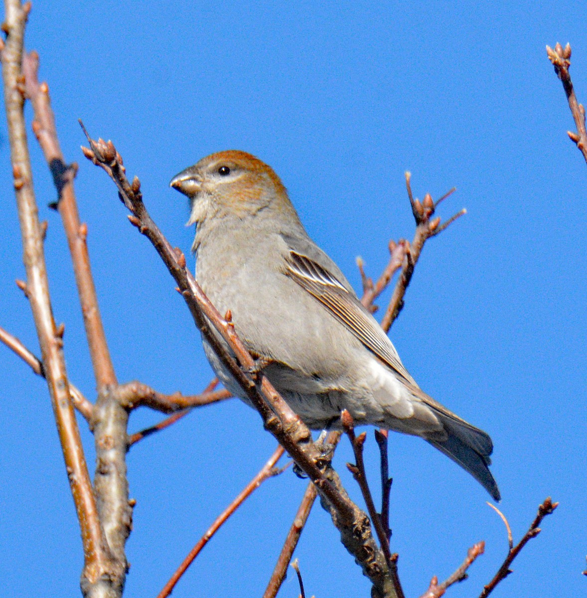 Hakengimpel - ML647708119