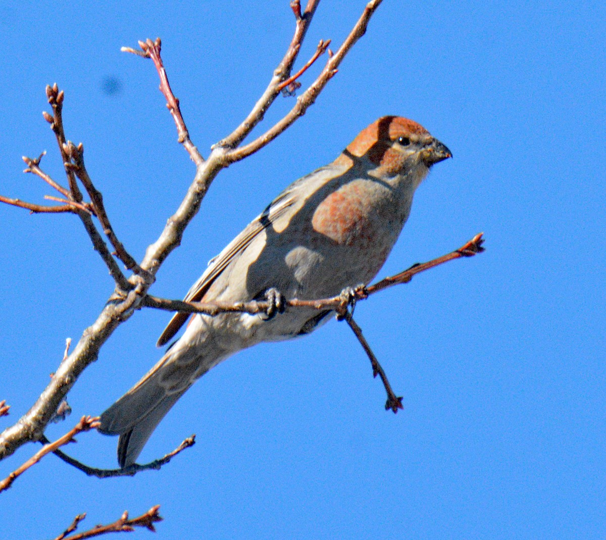 Hakengimpel - ML647708120