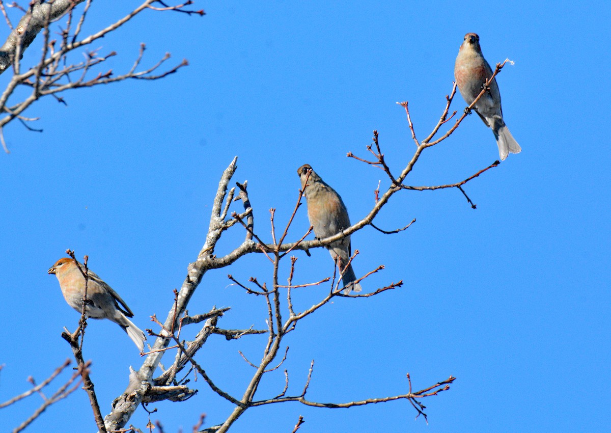 Hakengimpel - ML647708121