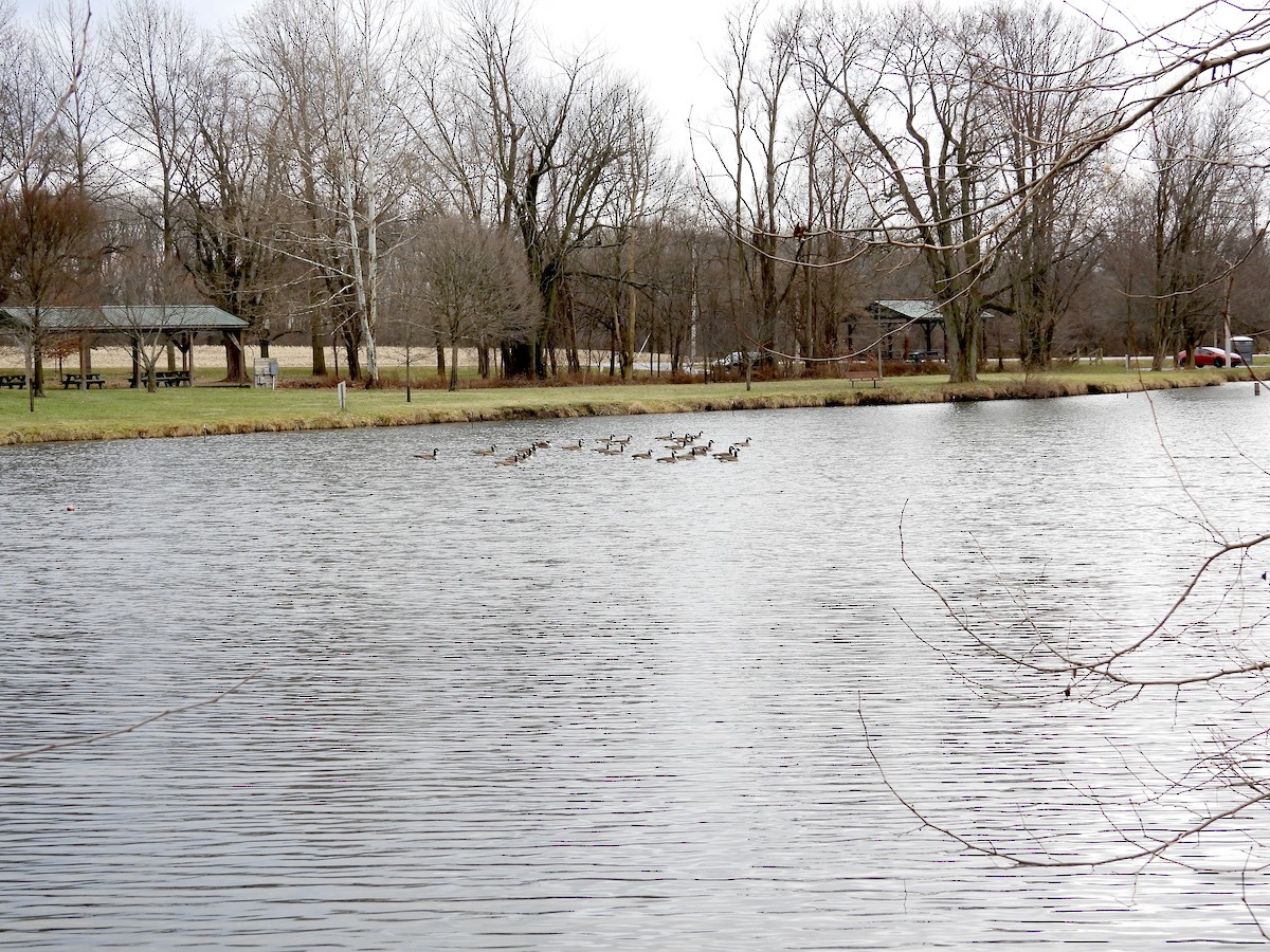 Canada Goose - ML647708141