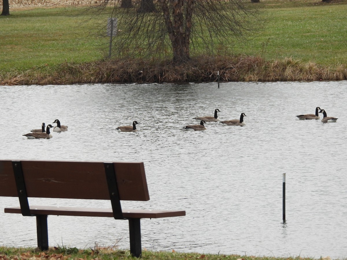 Canada Goose - ML647708142